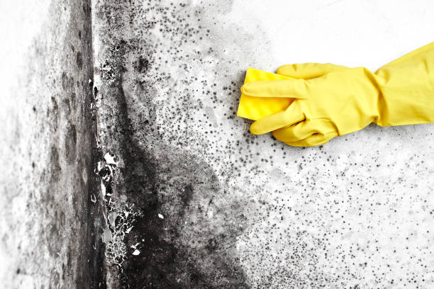 Best Affordable Mold Removal  in China Grove, NC