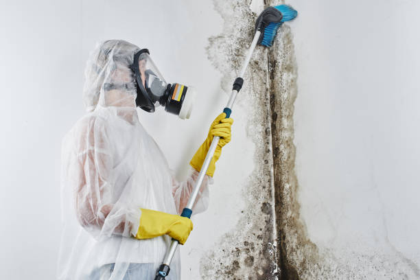 Best Certified Mold Removal  in China Grove, NC