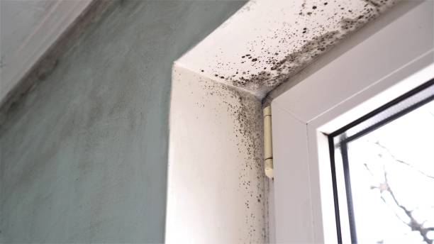 Mold Removal and Inspection in China Grove, NC