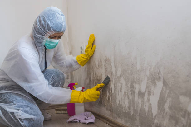 Best Residential Mold Removal  in China Grove, NC