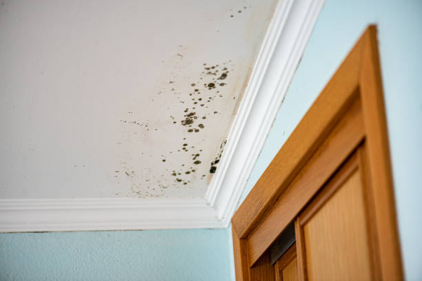 Best Same-Day Mold Removal  in China Grove, NC