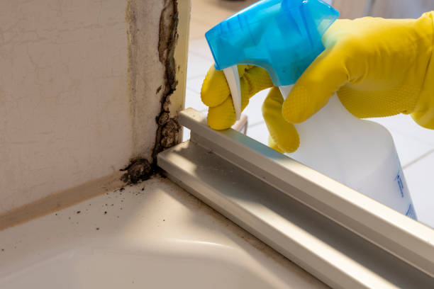 Best Mold Removal Company Near Me  in China Grove, NC