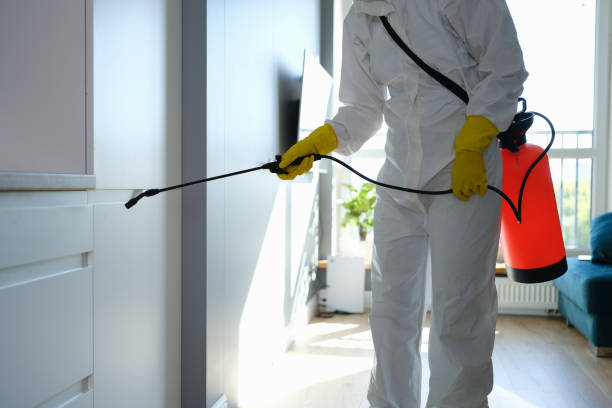 Best Mold Remediation Experts  in China Grove, NC