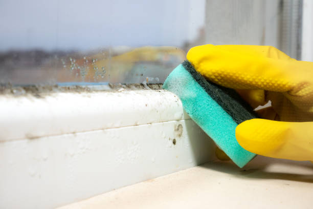 Best Mold Removal and Inspection  in China Grove, NC