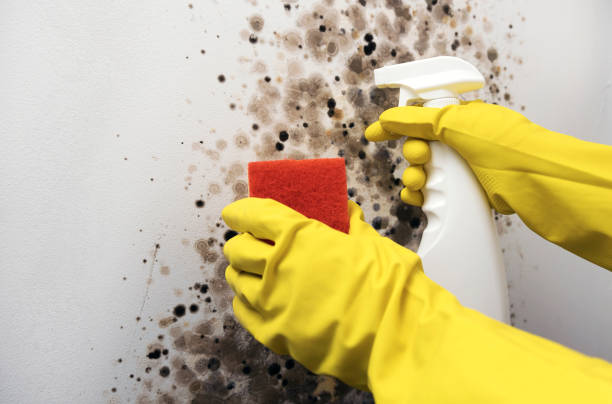 Best Certified Mold Removal  in China Grove, NC