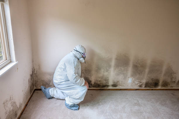 Best Residential Mold Removal  in China Grove, NC