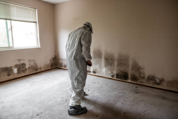 China Grove, NC Mold Removal Company